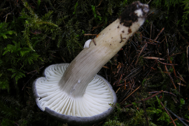 Un Hygrophorus da discutere